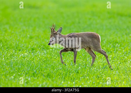 European roe deer (Capreolus capreolus) adult buck / male foraging in grassland / meadow in spring Stock Photo