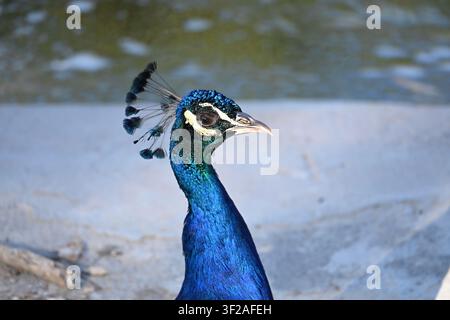 Close Up of a Colorful Peacock with Its Feathers Fully Displayed Stock Photo