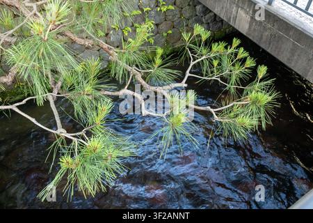 Crooked pine branches of the Pinus Thurbergi, known as the Japanese black pine, over water Stock Photo