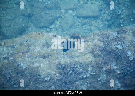 Close-up of a black sea urchin on a rocky seabed covered with small stones, shells, and coral fragments underwater in clear blue water. Stock Photo