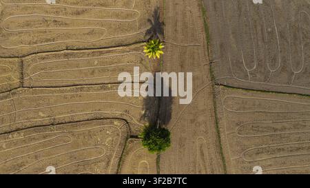 Aerial view of rice paddies with intricate irrigation patterns and two trees casting long shadows in Iloilo, Iloilo, Philippines. Stock Photo