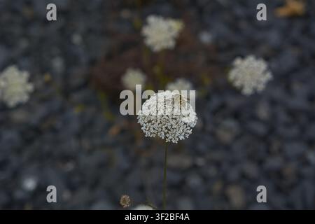 Wild carrot (Daucus carota) on rocky ground, stony soil, stones, gravel, pioneer plant, heat, drought, climate change, global warming, bee forage, ins Stock Photo