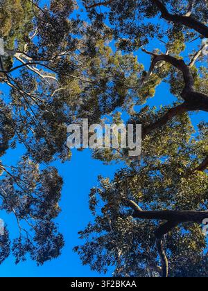 Tree Canopy Against Blue Sky Stock Photo