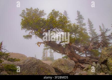 Rugged gnarled limber pine growing out of lichen covered rocks atop a misty mountain ridge in Rocky Mountain National Park, Colorado. Stock Photo
