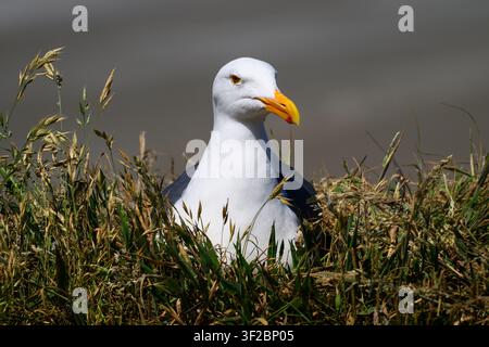 Gull in close-up sitting on next on cliff edge in wild grass known as a seagull Stock Photo