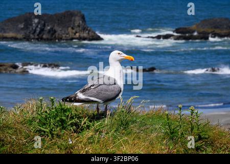 Gull on edge of sea cliff in front of Pacific Ocean standing in grass known as seagull Stock Photo