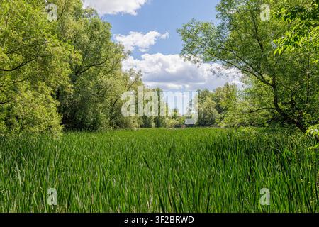 Lush green wetland surrounded by trees beneath a bright blue sky with scattered clouds Stock Photo