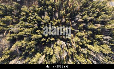 Aerial view of a dense coniferous forest illuminated by the warm light of the setting sun in Poland. Stock Photo