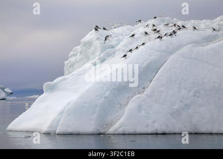Flock of black-legged kittiwakes perched on an iceberg north of the Arctic circle in Disko Bay, Ilulissat, Greenland Stock Photo