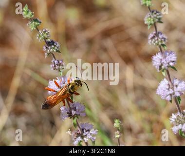 Close-up of a bee-like insect feeding on small purple wildflowers in a natural meadow with a soft blurred background. Stock Photo