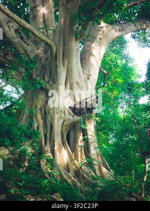 Ancient banyan tree stands tall, roots sprawling wide. Lush green leaves drape its gnarled, textured trunk. Majestic branches reach skyward, bathed in Stock Photo