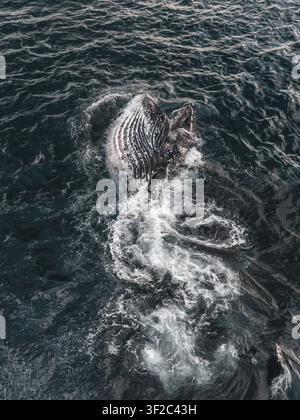 Aerial view of a humpback whale breaching the surface of the deep blue ...