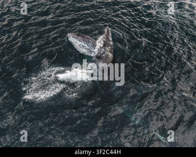 Aerial view of a humpback whale breaching the surface of the deep blue ...