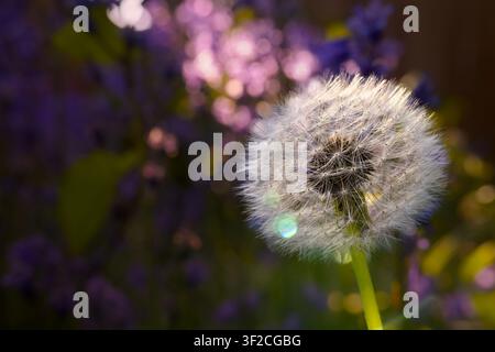 A dandelion seed head glows in golden hour sunlight against a soft, dreamy bokeh background of purple flowers. Stock Photo