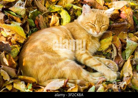 The cat sleeps on yellow autumn leaves. Ginger cat close-up. Cat on bright yellow leaves. Stock Photo