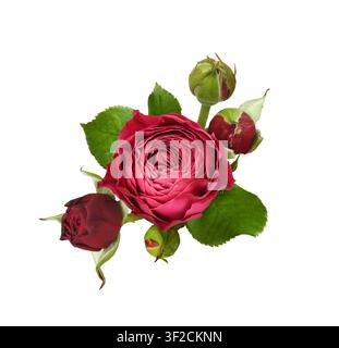 Red rose flower and buds in a small floral arrangement isolated on white Stock Photo