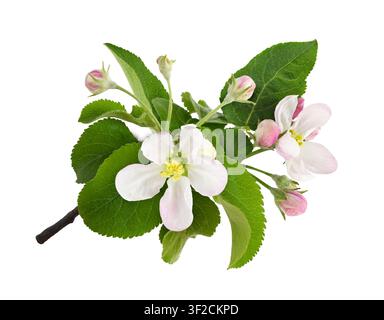 Apple tree twig with pink and white flowers, buds and leaves isolated on white Stock Photo