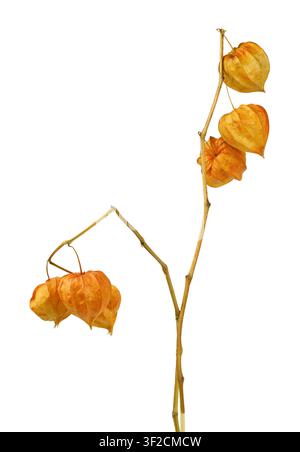 Twigs with dry orange physalis isolated on white Stock Photo