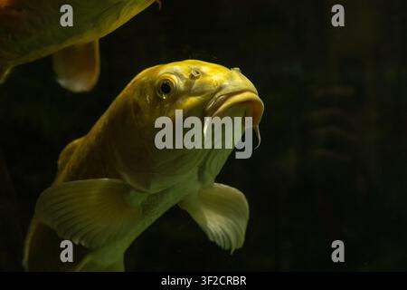 Close up portrait of a golden koi carp swimming underwater in an aquarium with dark background Stock Photo