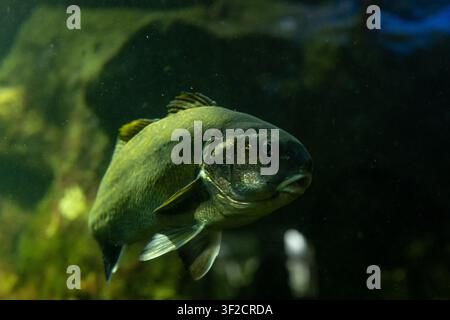 Large Dark Freshwater Fish Swimming Slowly Through a Green Aquarium. Stock Photo