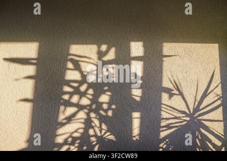 Leaf shadows on wall, light from window. Background, copy space Stock Photo