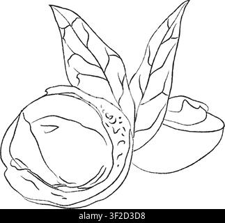 Outline a hand-drawn sketch of macadamia slices. Hand-drawn outline sketch style, Doodle macadamia nuts sketch. Vector illustration of nuts outline. Stock Vector