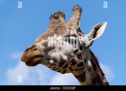 northern giraffe, three-horned giraffe, Girafe du Nord, Nord-Giraffe, Giraffa camelopardalis, zsiráf Stock Photo