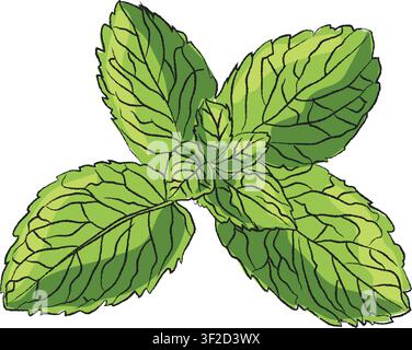 Vector pepper mint leaves vector design, 2D flat vector pear illustration icon isolated on a white background. mint leaf sticker icon in flat style Stock Vector