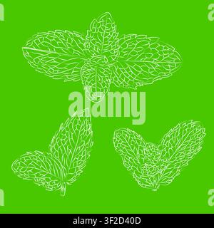 Green Pepper mint leaves Line Drawing. Black and white mint leaf set. Hand-drawn mint. Hand-drawn sketch of mint slices, outline vector illustration Stock Vector