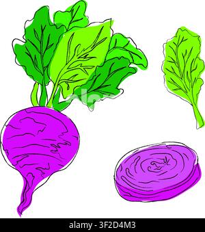 A Stylized collection of flat vector elements in green and purple colors, outline drawing for slices of beetroot, design, beetroot line art Stock Vector
