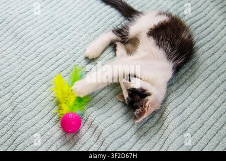 Beautiful kitten playing with a toy on a bed Stock Photo