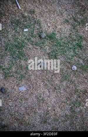 Top-down close-up view of dry green grass ground with small scattered pebbles and dirt Stock Photo