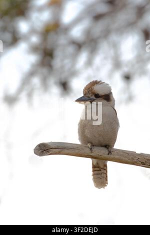 Kookaburra on Branch Stock Photo