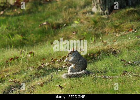 Eastern Gray Squirrel Feeding on Sunlit Grassy Lawn Stock Photo