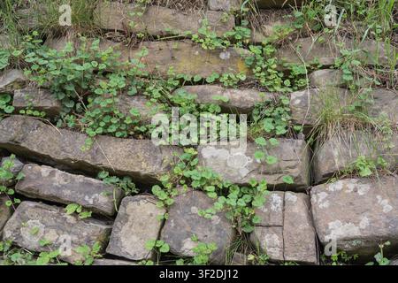 Old natural stone retaining wall with wild vegetation and grass growing between rocks Stock Photo