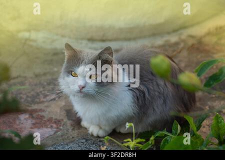 Cheerful young cat posing in the street on sunset lights. Young cat on sunny day outdoors. Stock Photo