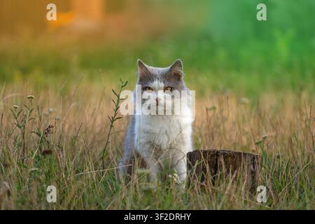 Pretty happy cat in sunny dried yellow fall field. Cat walk in fall dried grassy field. Stock Photo