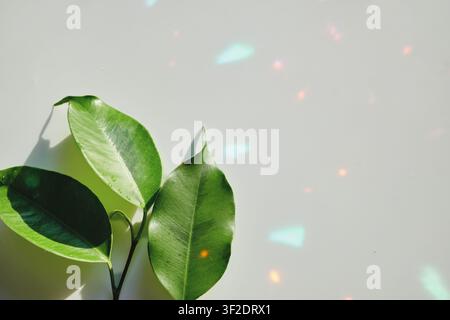 Green leaves from ficus plant with water drops on white background with colorful highlights Stock Photo