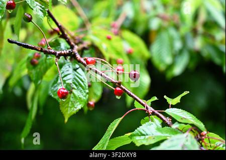Red wild cherries on their tree branch in the Scottish Highlands woodland. These small, red berries look delicious with raindrops after rain shower Stock Photo