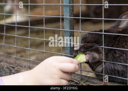 Child Feeding Rabbits with a Piece of Fresh Zucchini Through Metal Mesh Fence in Animal Enclosure Stock Photo