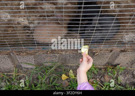 Child Feeding Rabbits with a Piece of Fresh Zucchini Through Metal Mesh Fence in Animal Enclosure Stock Photo