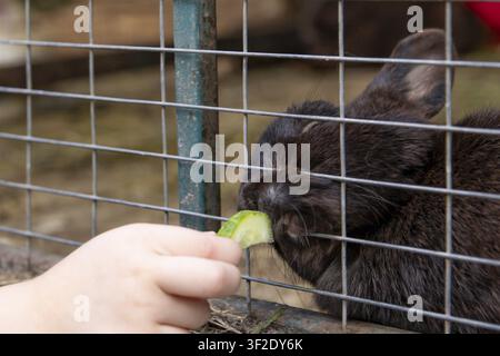 Child Feeding Rabbits with a Piece of Fresh Zucchini Through Metal Mesh Fence in Animal Enclosure Stock Photo