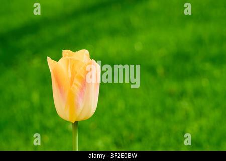 Single Cream Tulip with Soft Pink Blush on Green Bokeh Background, Elegant Spring Flower. Stock Photo