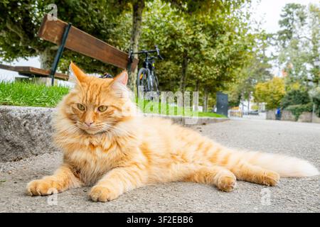 Fluffy ginger tabby cat lies stretched out on a paved park path near a wooden bench and bicycle, with trees and greenery in the background on a calm d Stock Photo