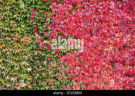 Close-up of a wall covered in ivy leaves turning from green to vivid red in autumn, forming a rich natural background with dense foliage and seasonal Stock Photo
