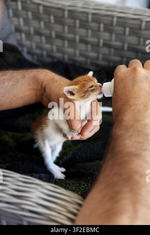 A tiny kitten is gently cradled in hands while being fed with a small bottle. The warm scene captures the bond and care involved in nurturing young an Stock Photo