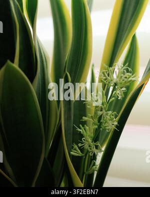 Close-up of blooming snake plant with yellow-edged green leaves, delicate white flowers emerging in soft natural indoor light, botanical aesthetic for Stock Photo