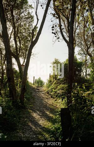 Sunlit dirt path winds uphill through a quiet forest, framed by tall trees and lush green undergrowth. Natural light and soft shadows create a serene Stock Photo