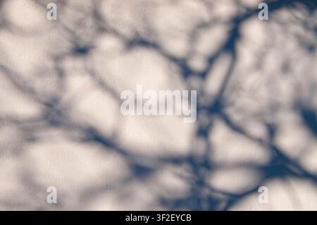 Shadows of a tree branch on a white wall. Black and white background. Stock Photo