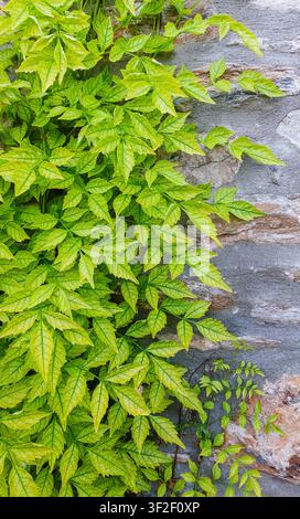 Fresh lime green leaves of a climbing vine growing on a rustic, weathered gray stone wall. Natural background with high texture contrast Stock Photo